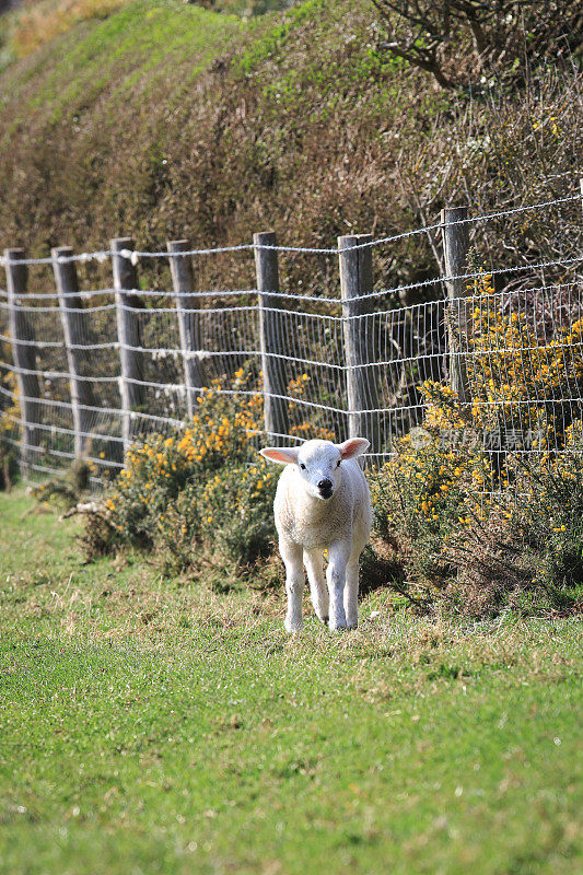 小羊羔和绵羊在绿色的草地上