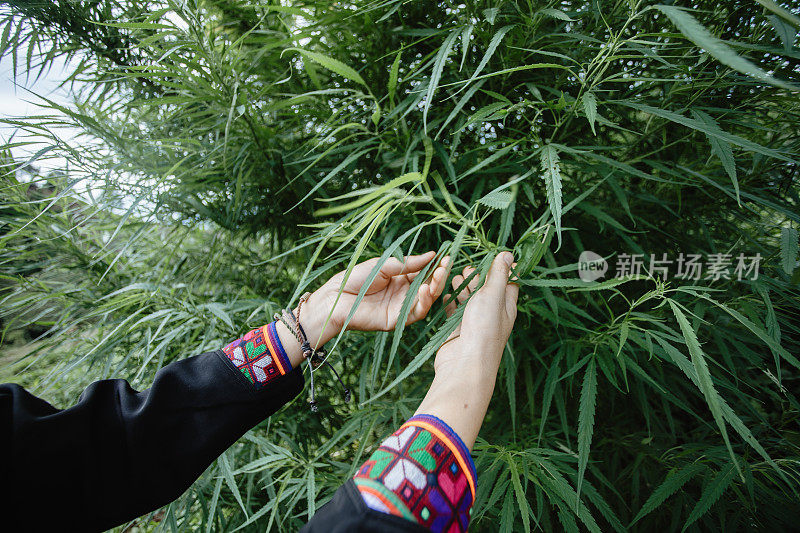 手握大麻叶在成熟的茎。