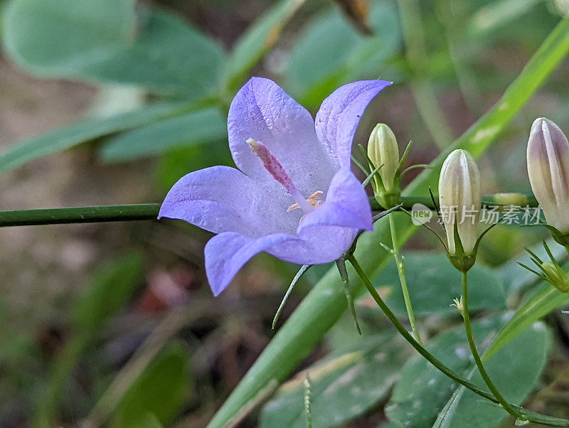 野生草本植物钟菖蒲