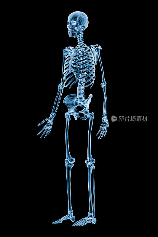 全人体骨骼系统或孤立于黑色背景的骨骼前四分之三视图的x线图像3D渲染插图。医学，保健，解剖学，骨科，科学概念。