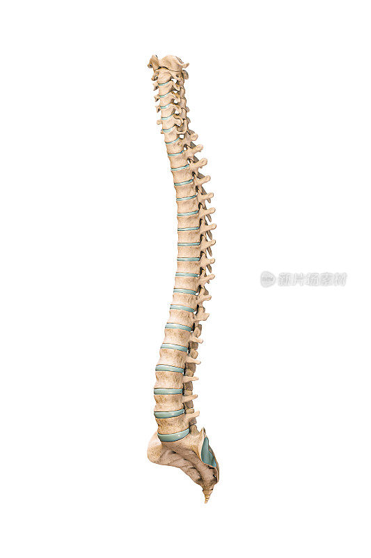 准确的四分之三前或前视图的人类脊柱骨骼或椎骨孤立在白色背景3D渲染插图。空白的解剖图。解剖、医学、骨科保健、科学概念。