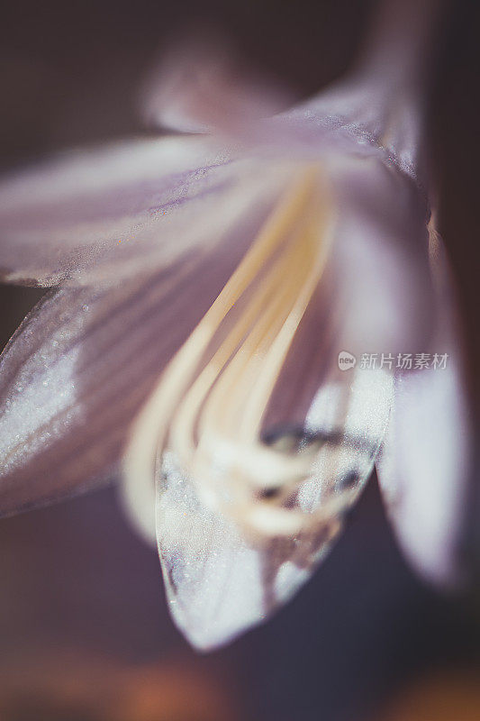 宏观背景摘要自然主题:八月百合花雌蕊的特写