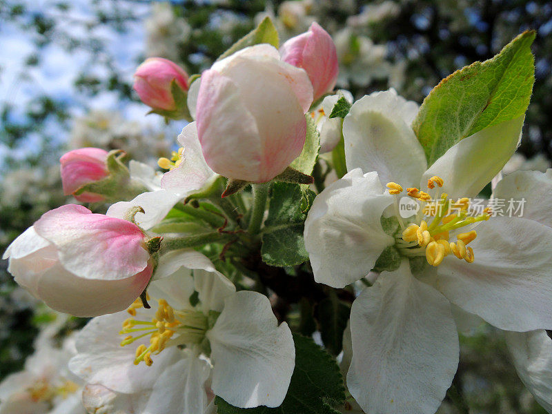 开放的花朵和开花的苹果树幼芽近库存照片