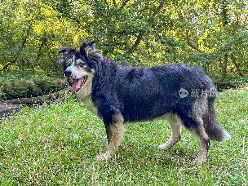 高级边境牧羊犬近距离肖像