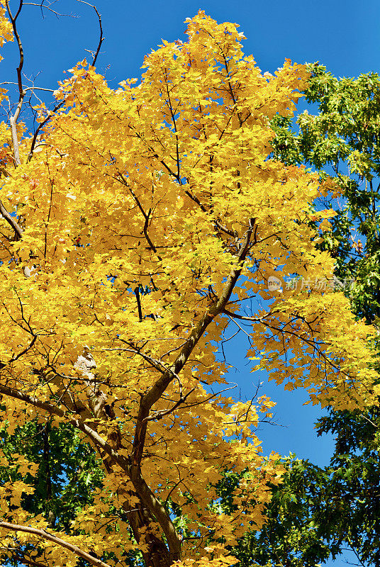 秋叶，库伯岩州立森林，西弗吉尼亚州(美国)