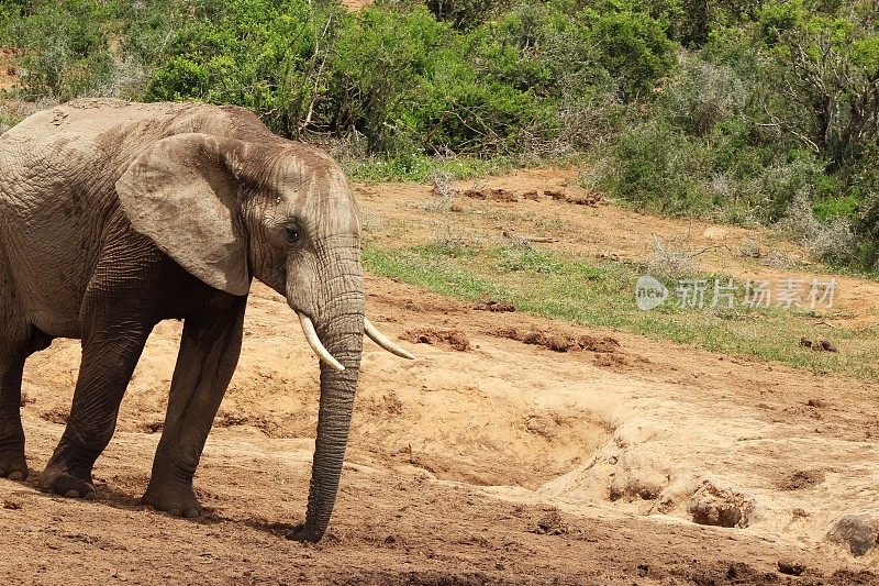 在丛林的灌木丛和植物附近行走的巨大的泥泞大象