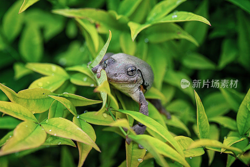 庇隆树蛙(庇隆树蛙)