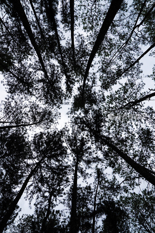 从蚂蚁的角度看松树，可以看到松树上方昏暗的天空。