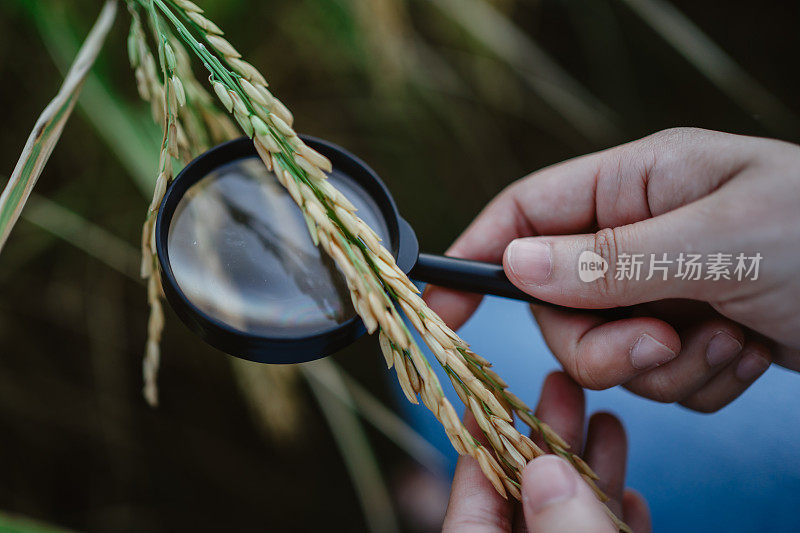 水稻研究，植物病害调查