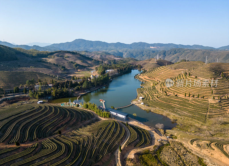 美丽的山茶花花园