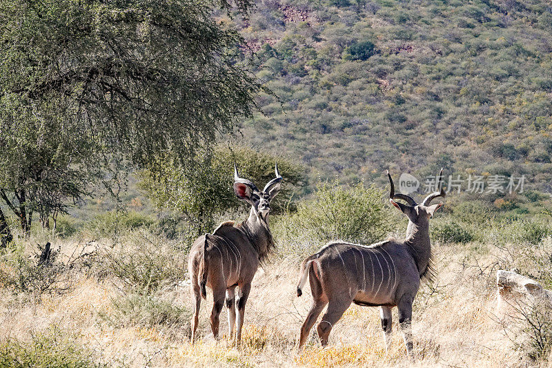 纳米比亚Otjozondjupa地区Omboroko山区的巨尾羚