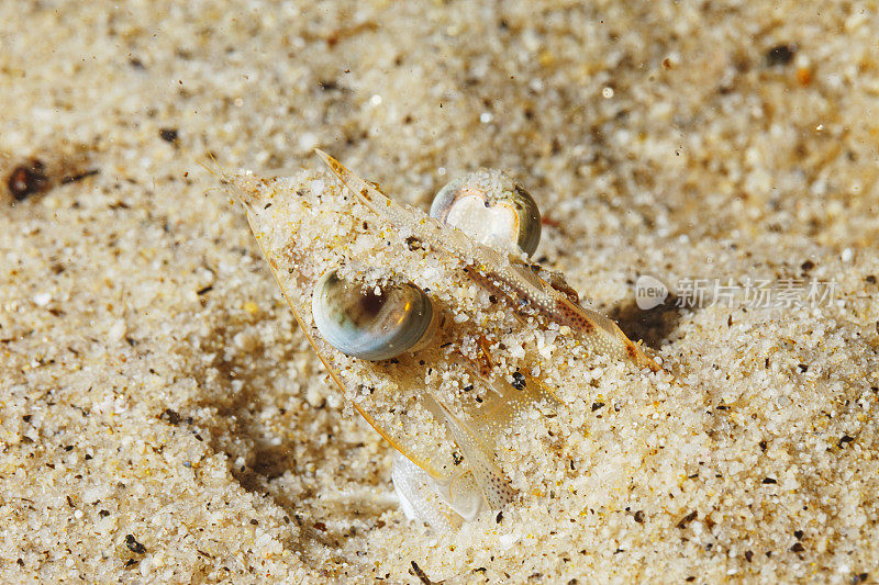 海洋生物虾藏在沙子里。水生生物水下地中海水肺潜水员的观点。又名:虾虾，褐家鼠，虾虾科，挪威龙虾。