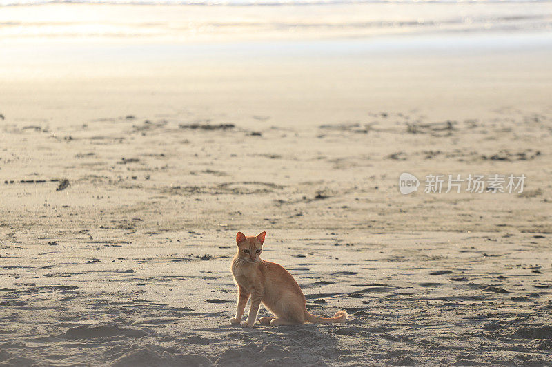 在亚齐日落时，猫在沙滩上放松的后视图