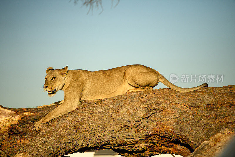 警觉的小狮子躺在喀拉哈里沙漠的树桩上