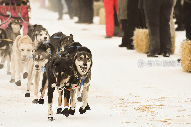 雪橇犬-阿拉斯加狗拉雪橇队