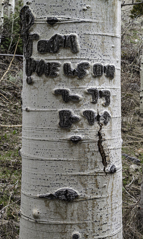 内华达大盆地国家公园的巴斯克白杨树雕刻，称为arborglyphs。美洲山杨