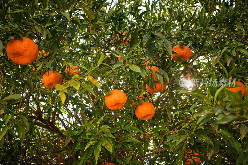 准备从树上摘的橘子