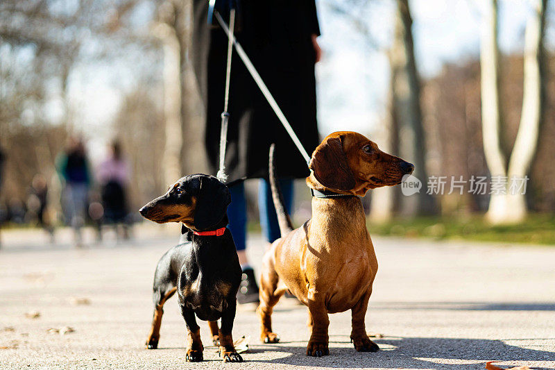 两只腊肠犬在公园的画像