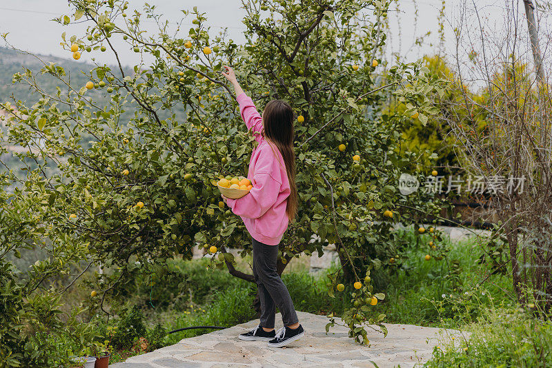 身着粉色运动衫的快乐女子在土耳其的花园里收获柑橘类水果