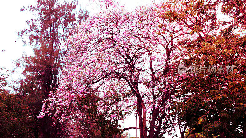 粉色喇叭花盛开浪漫隧道树。春夏季节变化。丰富多彩的urbanscape