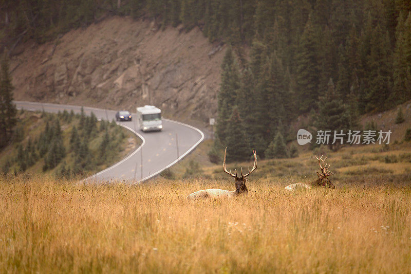 麋鹿休息的RV通过落基山国家公园科罗拉多州