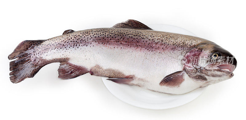 新鲜的生的冷却虹鳟鱼放在一个白色的大盘子上