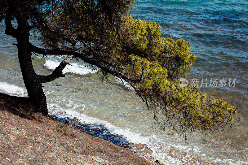 海边的松树，哈尔基迪基
