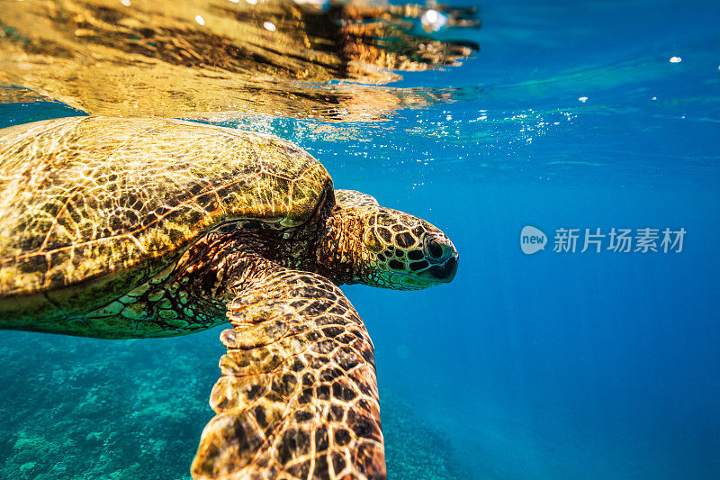 从水下看，在海洋表面附近游泳的绿海龟