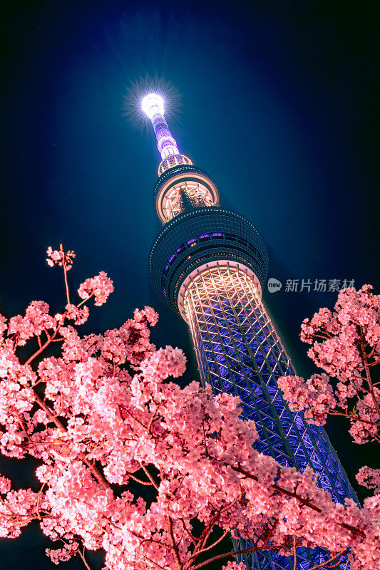 东京天空树与樱花