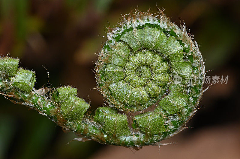 蕨类植物特写