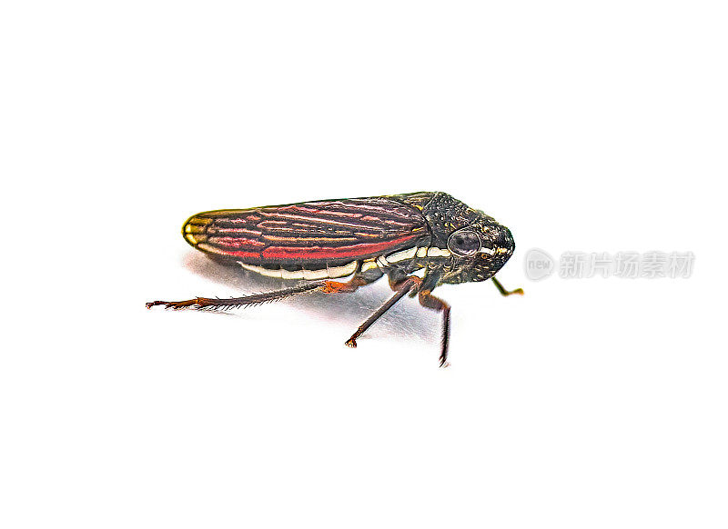 侧棱飞镖是叶蝉科蝉形目的一种。它们是昼行性的。隔离在白色背景侧轮廓视图