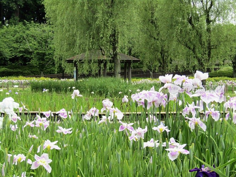 日本。6月。公园池塘边的鸢尾花和凉亭。