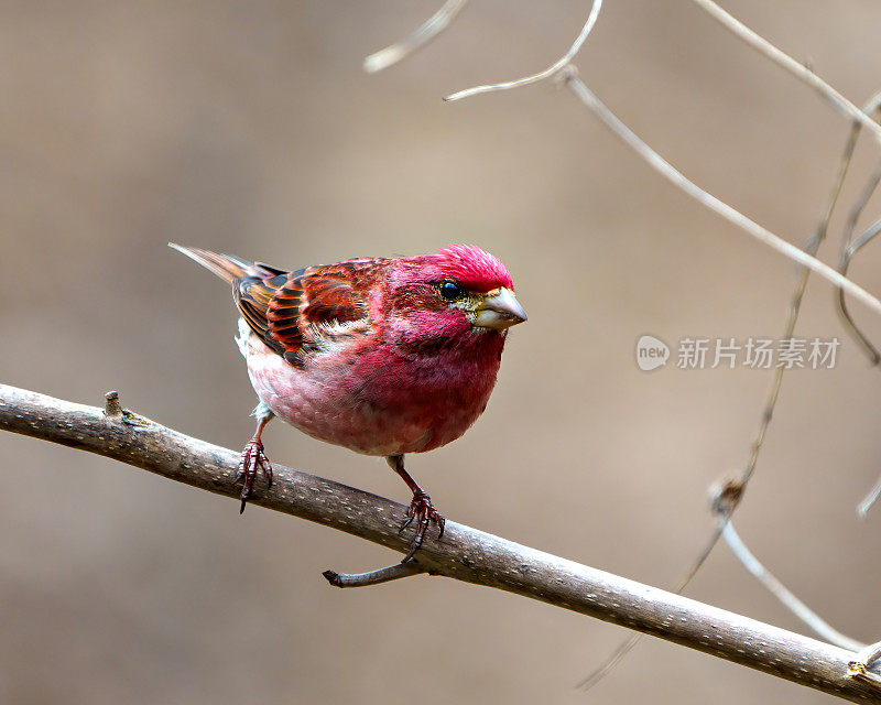 紫雀图片。雄性雀的特写侧面视图，栖息在树枝上，在其环境和栖息地中显示红色羽毛和棕色背景。