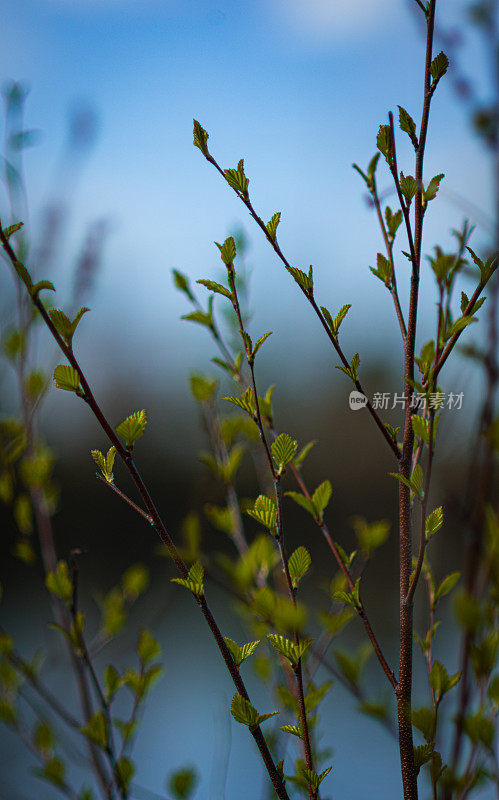 花朵在大自然中发芽