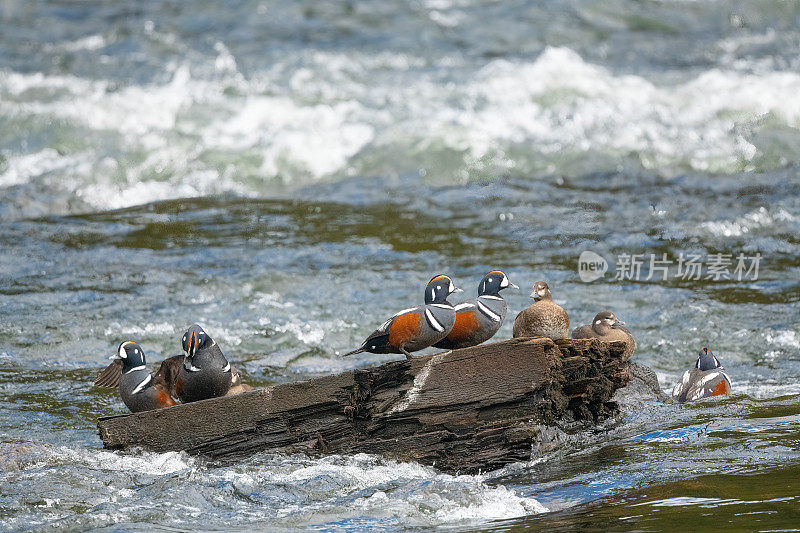 北美美国西部黄石生态系统交配季节，丑角鸭坐在一块大岩石上