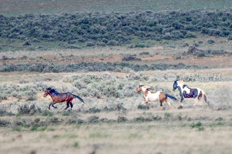 野马(野马)在美国西部怀俄明州科迪附近的麦卡洛峰野马区奔跑