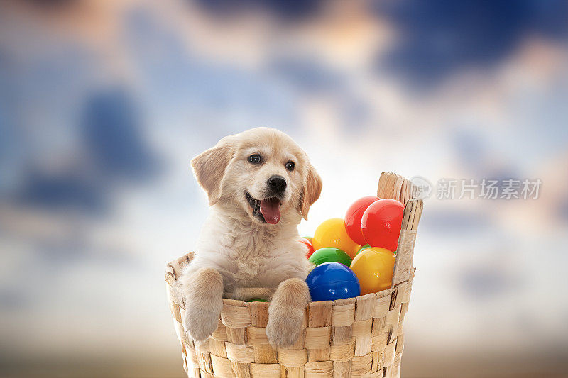 金毛猎犬在洗衣篮里玩耍