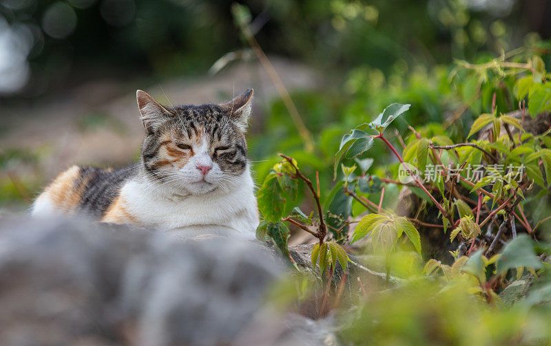 多色的流浪猫站在岩石上。