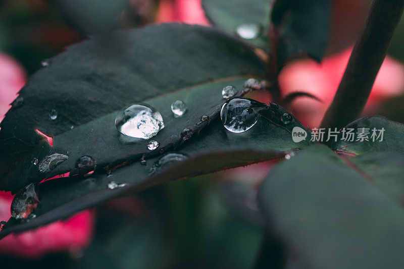 雨滴落在玫瑰叶子上的图像