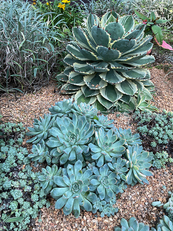 砾石仙人掌花园床上的棘草多肉植物图像，高架视图