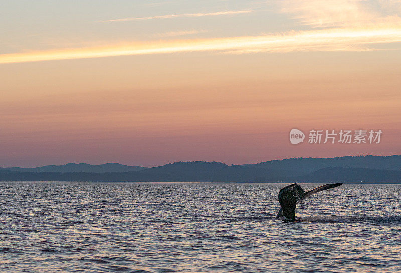 雄伟的座头鲸在一个充满活力的日出在胡安德富卡海峡附近的圣胡安群岛和维多利亚加拿大