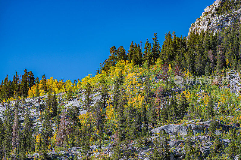 颤抖的白杨在秋天的颜色。美洲山杨。在南湖附近，因约国家森林，加州内华达山脉。