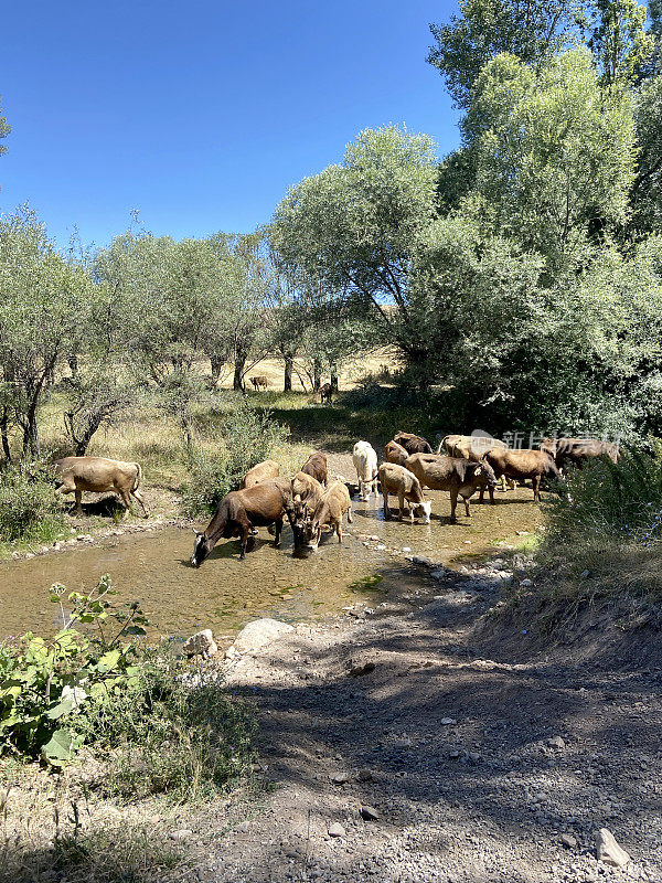 牛在大自然中从河里喝水