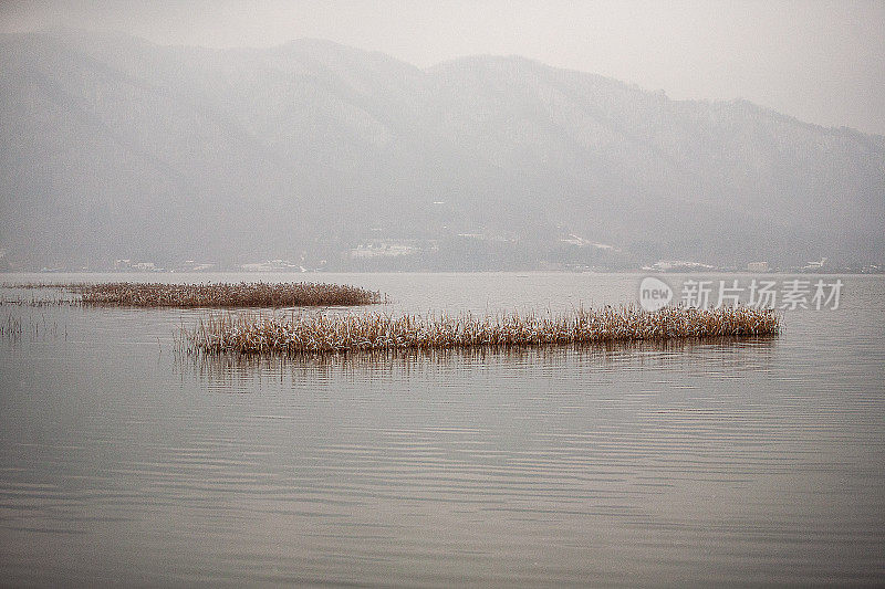 芦苇场