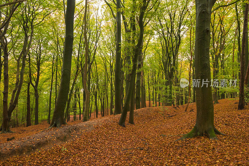 秋天的一天，山毛榉树林里的小山上有棕色的叶子