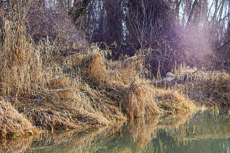 枯黄的芦苇草在秋天的河岸边。秋天的颜色