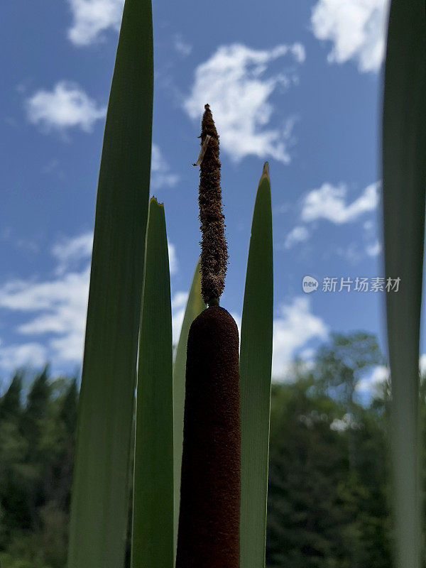 香蒲和茎在大自然与蓝天之上。