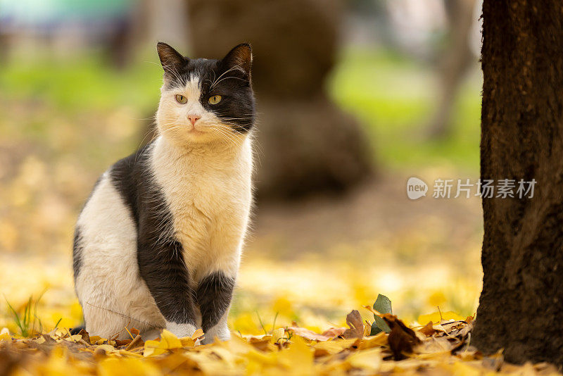 黑白相间的流浪猫。