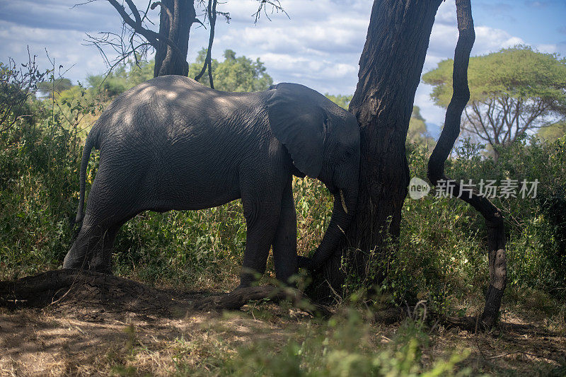 在坦桑尼亚曼雅拉湖国家公园的森林里，一头非洲象公牛在一株植物上摩擦自己的肖像
