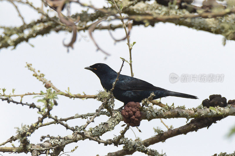 黑色Cuckooshrike